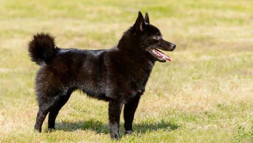 Schipperke steht im Gras