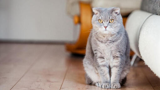 Scottish Fold Katze steht auf dem Boden