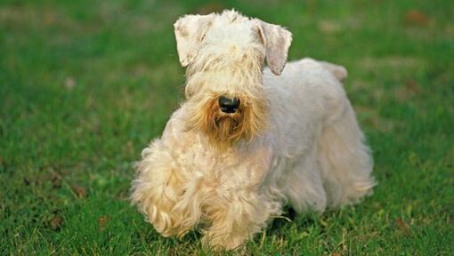 Sealyham Terrier spielt im Garten