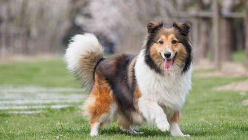 Shetland Sheepdog der auf grünem Gras geht