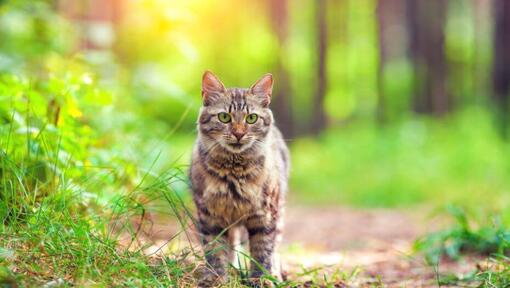 Sibirische Waldkatze geht in den Wald