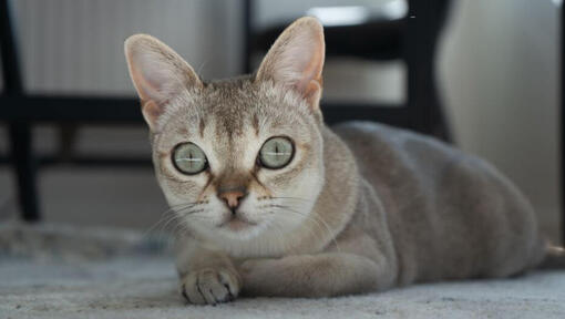 Singapura Katze liegt auf einem Teppich