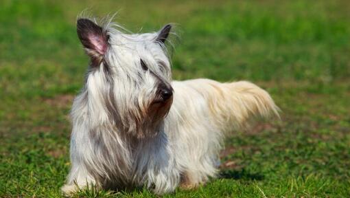 Leichter Skye Terrier der auf dem Gras geht