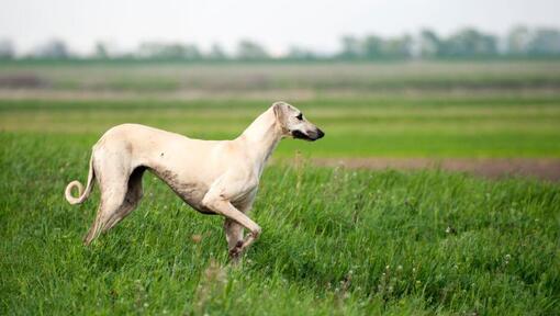 Sloughi spielt auf dem Feld