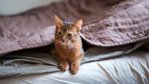 Somalische Katze liegt unter einer Decke