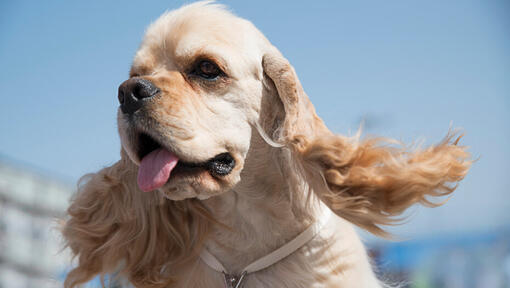 Amerikanischer Cockerspaniel mit herausstehender Zunge