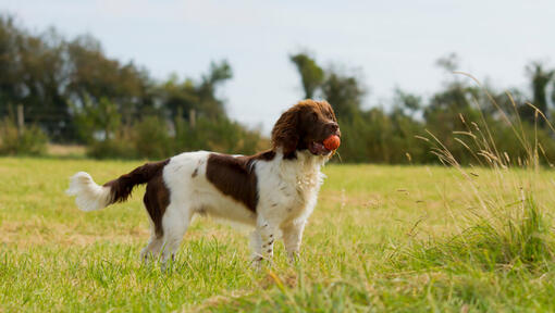 English Springer Spaniel hält einen Ball