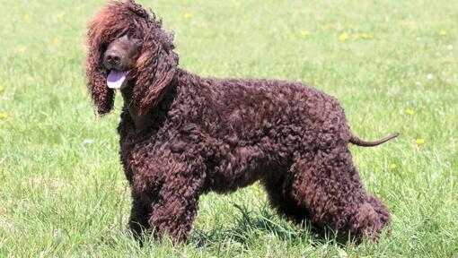 Irischer Wasserspaniel, der auf dem Boden steht