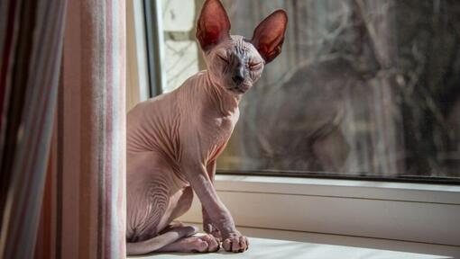 Sphynx Katze steht auf einer Fensterbank