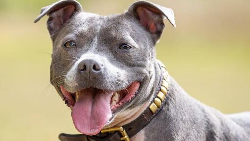 Staffordshire Bull Terrier mit ausgestreckter Zunge