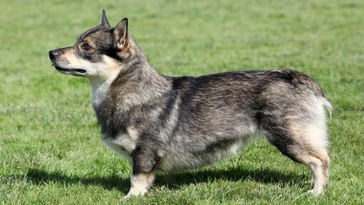 Schwedischer Vallhund, der auf dem Gras steht