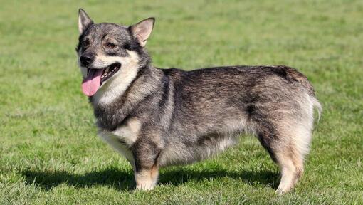 Schwedischer Vallhund, der auf dem Gras steht und lächelt