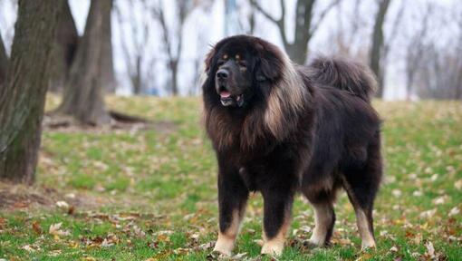 Dunkler tibetischer Mastiff im Wald