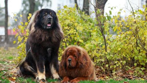 Braune und schwarze Tibetische Mastiffs im Park