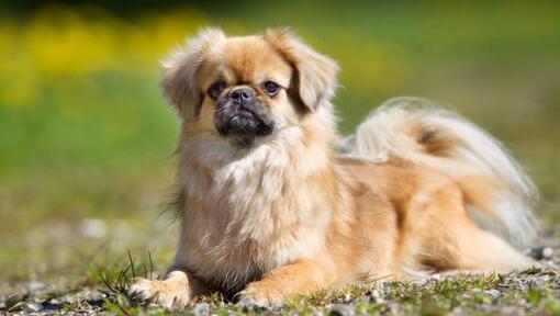 Der Tibetische Spaniel lag im Gras und konzentrierte sich auf etwas