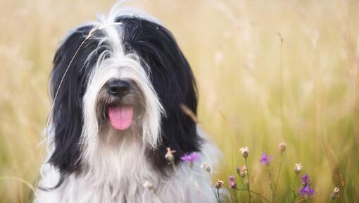 Tibetan Terrier spielt auf dem Feld