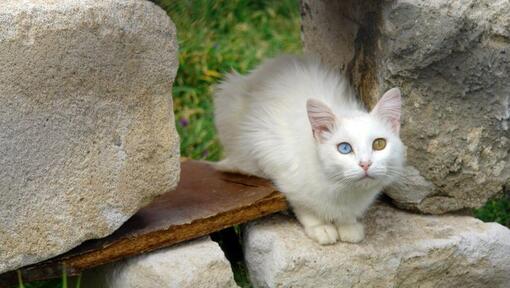 Türkische Van Katze sitzt im Garten