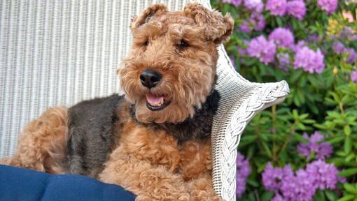 Welsh Terrier auf Stuhl liegend