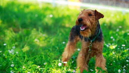 Walisischer Terrier, der auf dem Feld mit grünem Gras steht