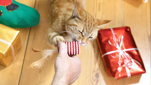 Katzen- und Weihnachtsgeschenke