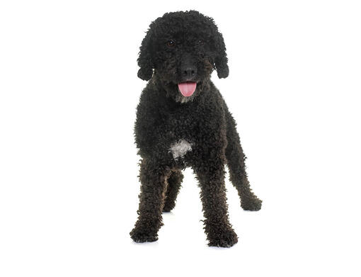 images Portugiesischer Wasserhund Italienischer Wasserhund Züchter