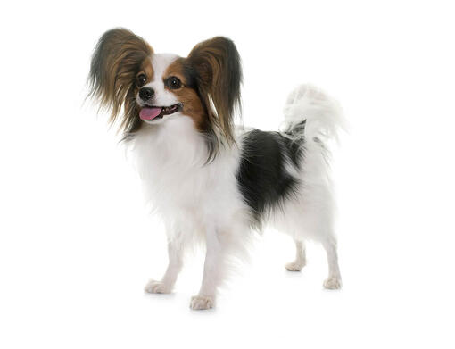 have tillid Henholdsvis privat Papillon Hund: clever & sensibel| PURINA