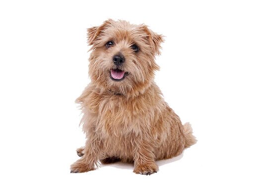 Norfolk Terrier Rassebeschreibung Purina
