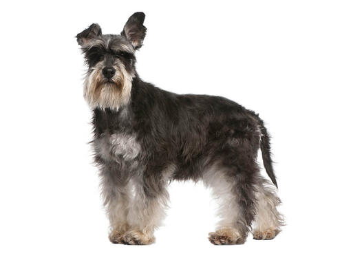 Zwergschnauzer