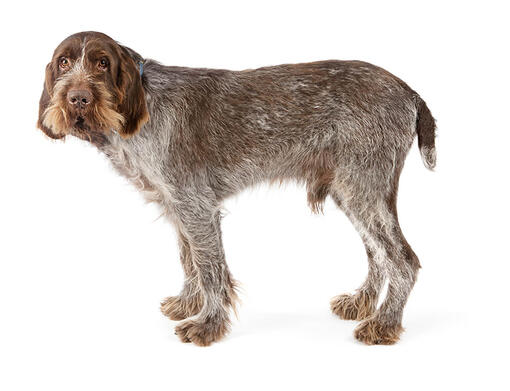 Kæledyr otte Kurv Spinone Italiano: Rassebeschreibung | PURINA