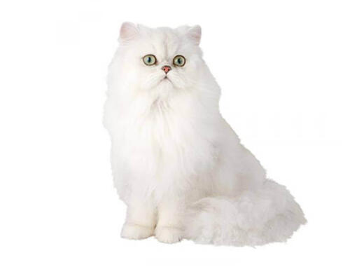 Perser Chinchilla Katzen Charakter