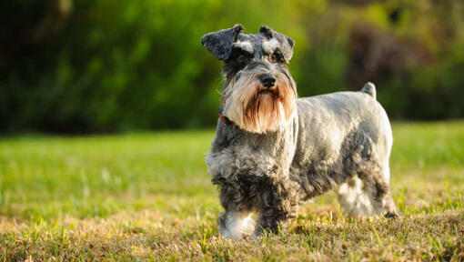 Grauer Hund, der in einem Feld steht