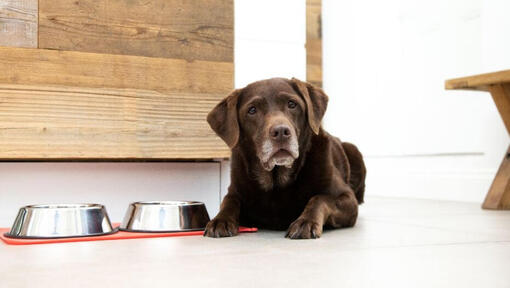 So fütterst du deinen erwachsenen Hund