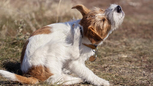 Hund kratzt sich am Ohr