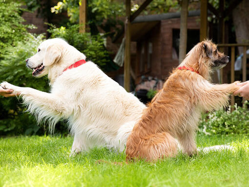 Two dogs giving their owners the paw