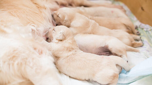 Golden Labrador Welpen säugen