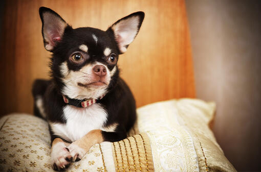 Liegender Chihuahua