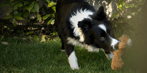 Hund spielt mit seinem Kuscheltier im Gras