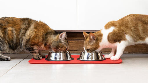 Katzen fressen Katzenfutter aus dem Napf