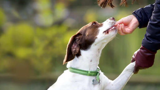 Hund bekommt Leckerli