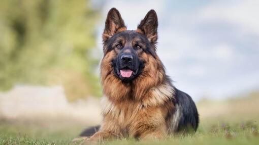 Hund liegt auf einer grünen Wiese