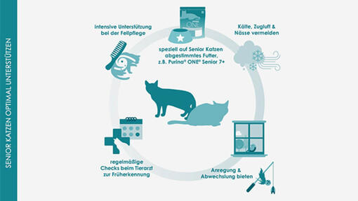 Infografik Lebenserwartung von Katzen: Katzen im Alter unterstützen