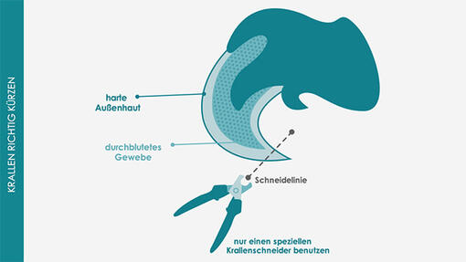 Infografik: Richtig Katzenkrallen schneiden