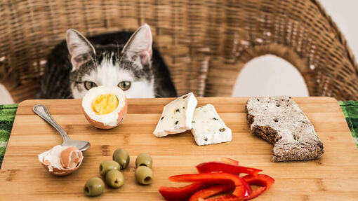 Katze schaut auf Tisch auf dem verschiedene Speisen vorhanden sind