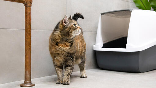 Katze steht vor Katzenklobox