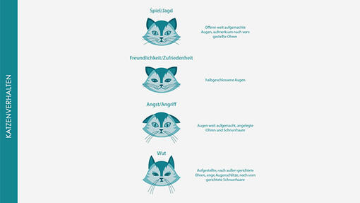 Katzen aufgrund Ohrenstellung verstehen Infografik