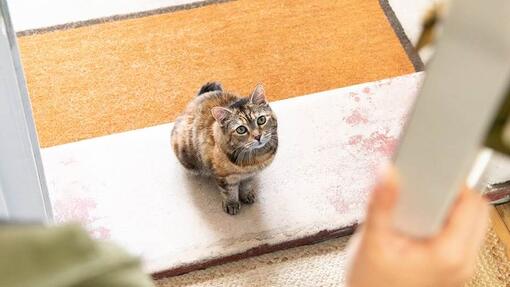 Katze wartet brav vor der Tür