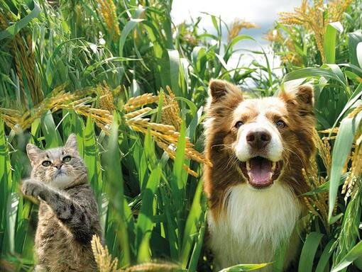 Hund und Katze im Getreidefeld