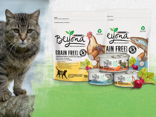 Katze mit den Grainfree Produkten