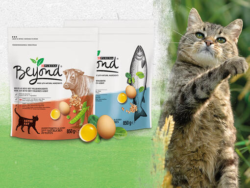 Katze mit Beyond Produkten