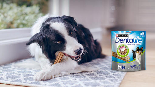 Dentalife Hund mit Packshot